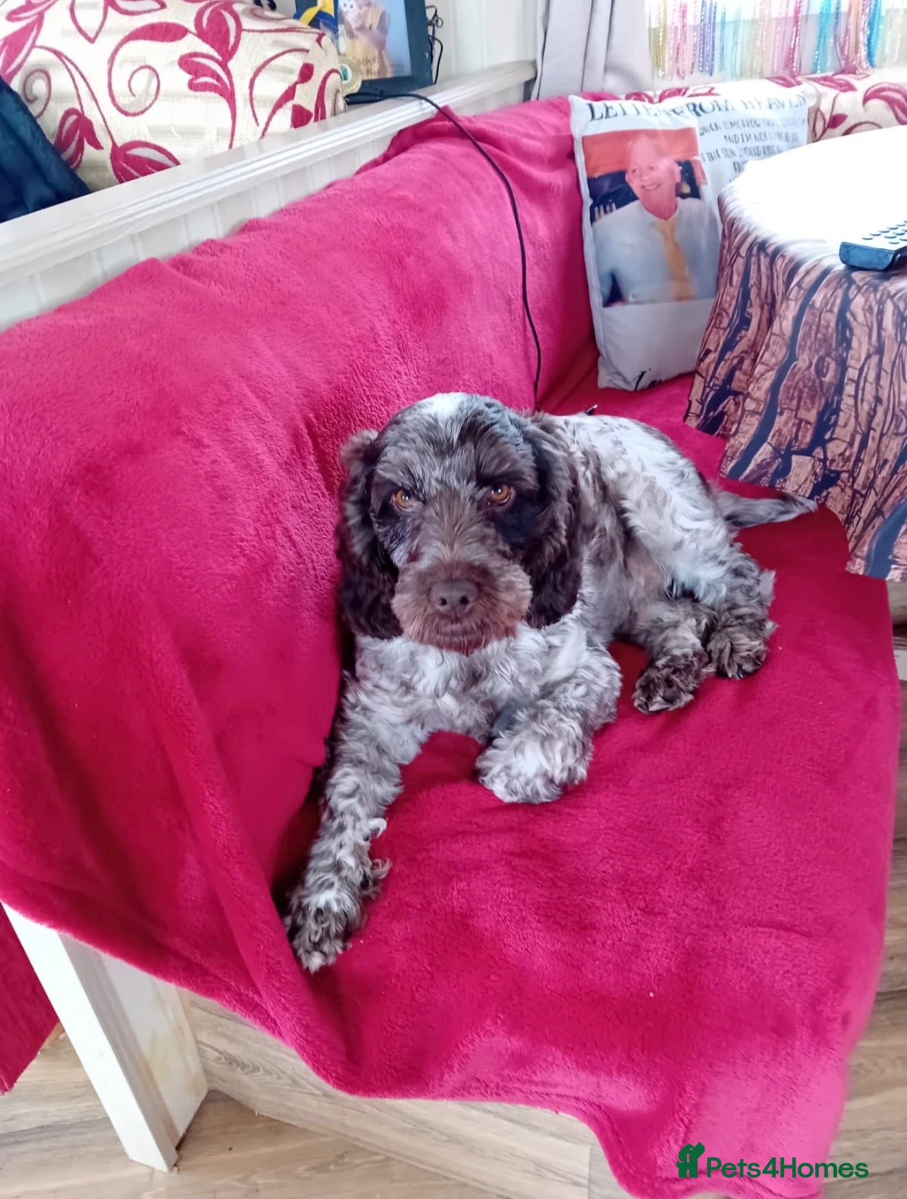 Cockapoo dogs for sale: Cockapoo Pups for Sale - Advert 14