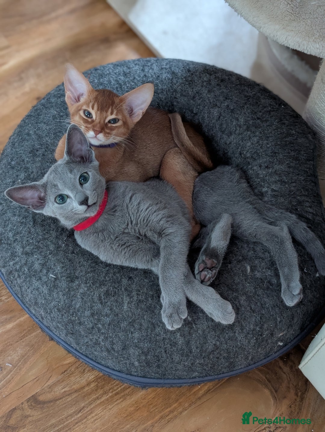 Russian Blue cats for sale: Stunning Russian Blue babies  in Huddersfield - Image 17