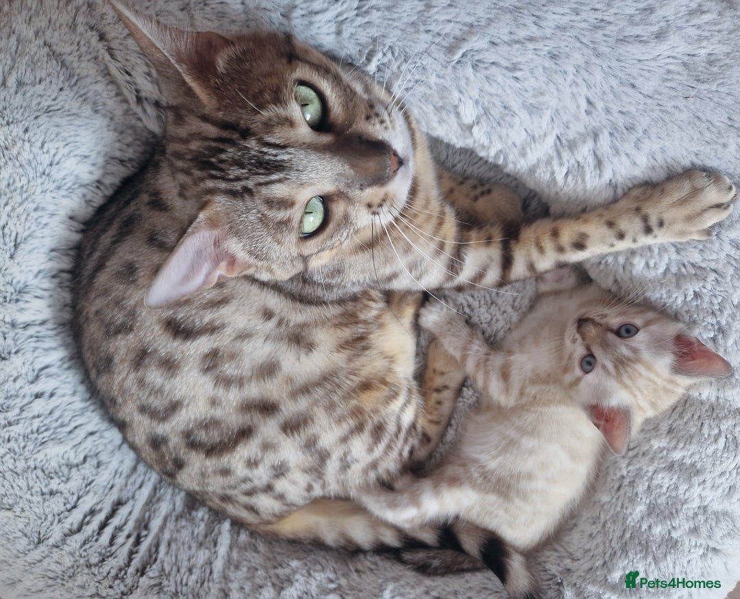 Bengal cats for sale: ✨Stunning Snow Lynx Bengal Boy – TICA Registered🐾 - Image 7