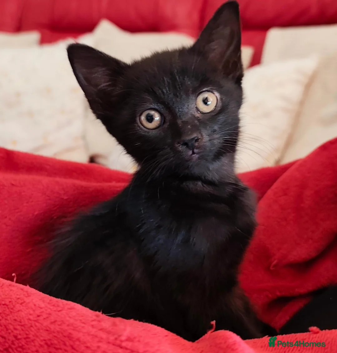 Mixed Breed cats for sale: Beautiful black kittens for sale. in Alloa - Advert 2