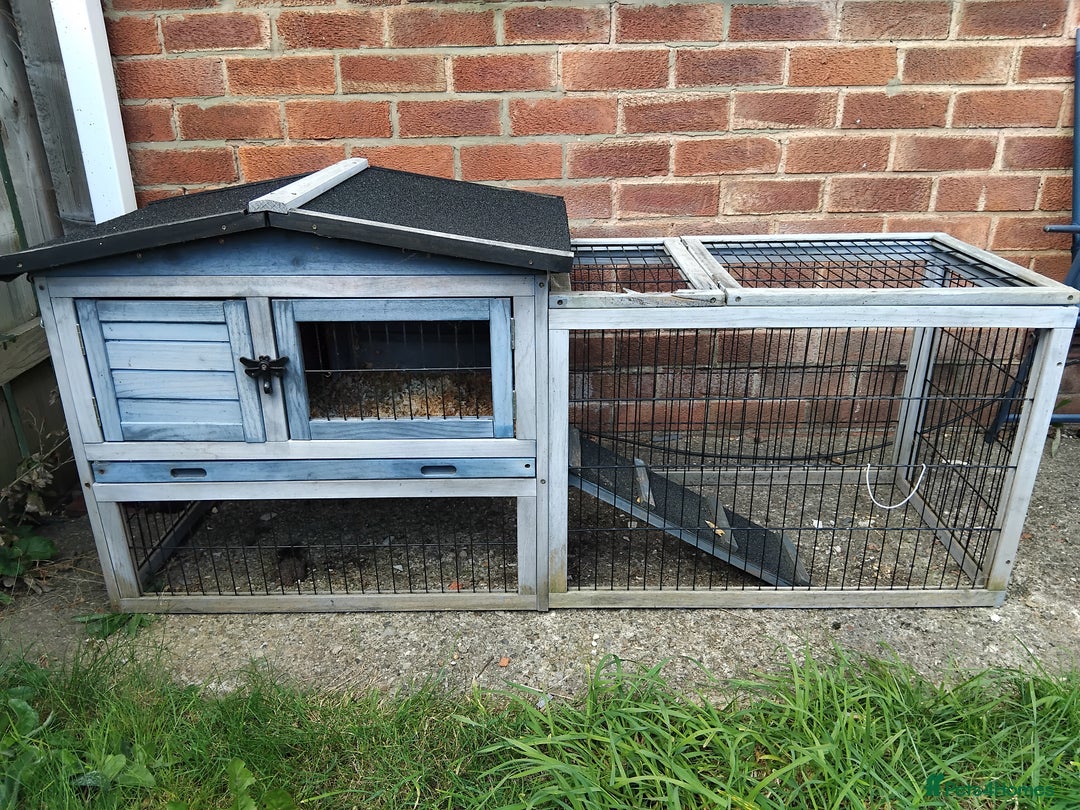 Guinea Pig rodents for sale: 2 female Guinea pigs - Image 5