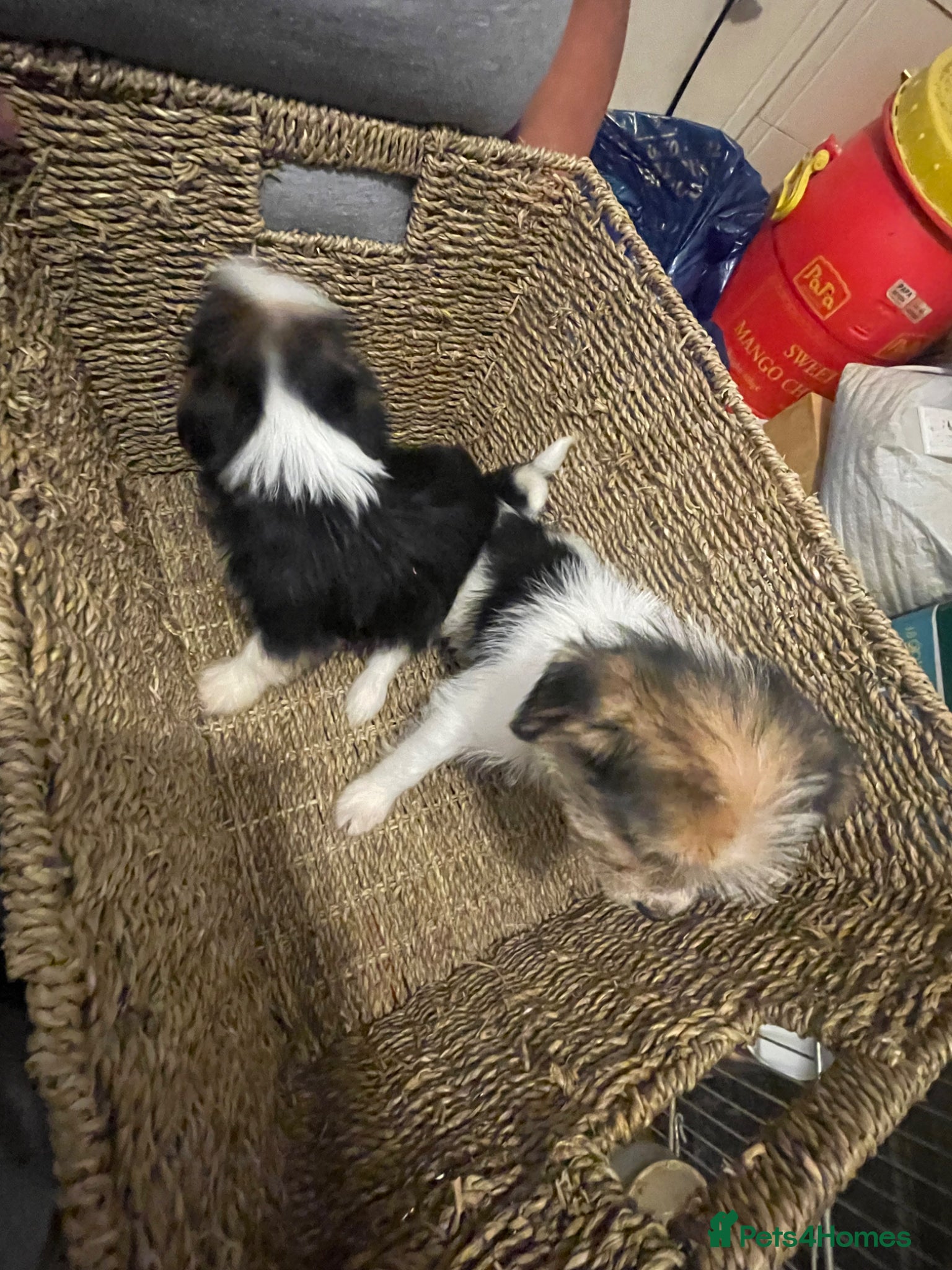 Jack Chi dogs Jackrussel cross Chihuahua pups - Advert 10