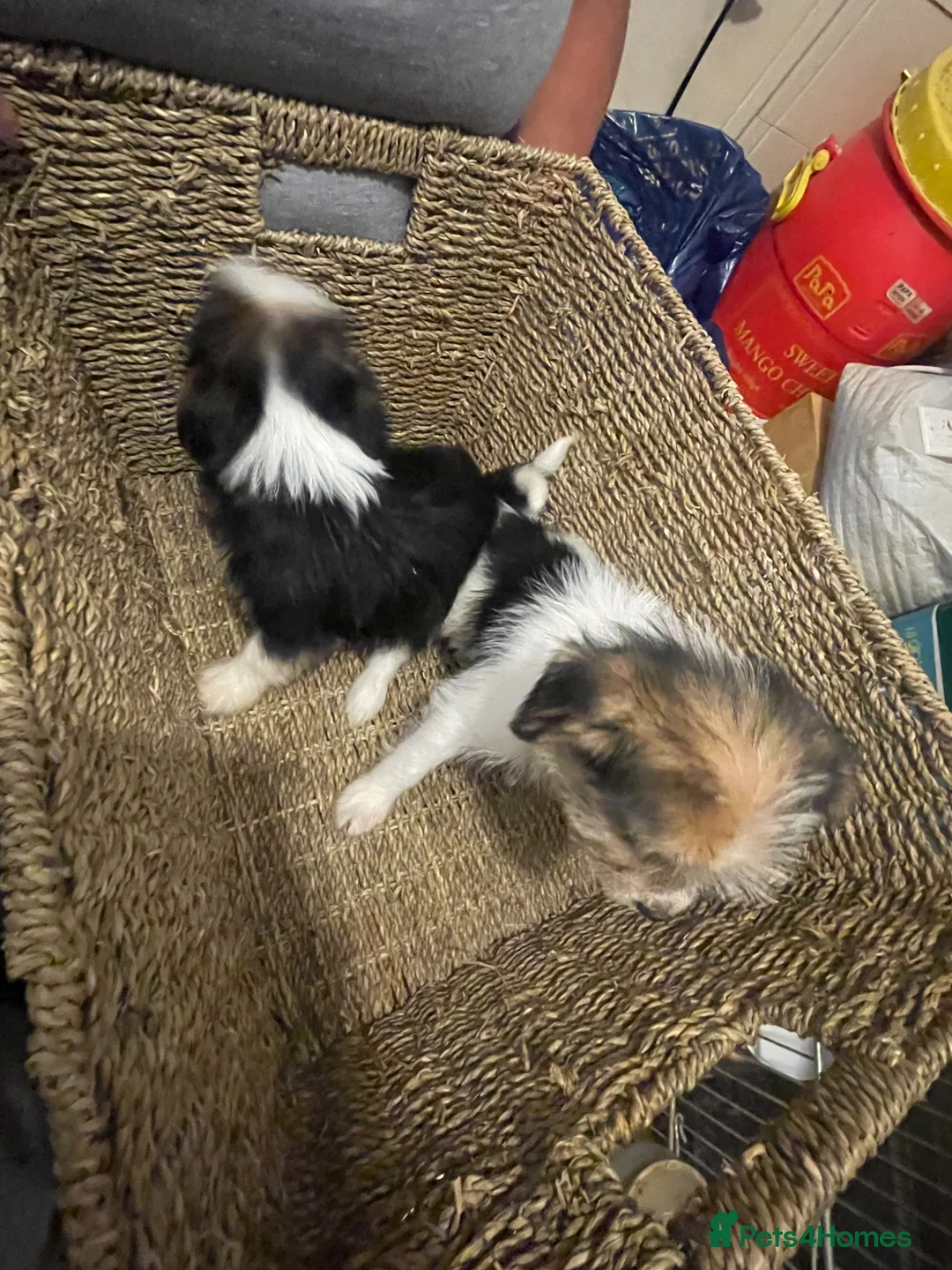 Jack Chi dogs for sale: Jackrussel cross Chihuahua pups in London - Advert 1