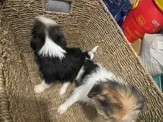 Jack Chi dogs Jackrussel cross Chihuahua pups - Advert 3