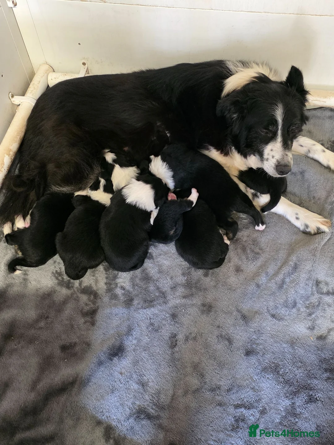 Border Collie dogs for sale: Two beautiful boys available boarder collie pups - Advert 1
