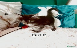Maine Coon cats for sale: XXL Maine Coon kittens 🔥rare Black Smoke  - Image 7