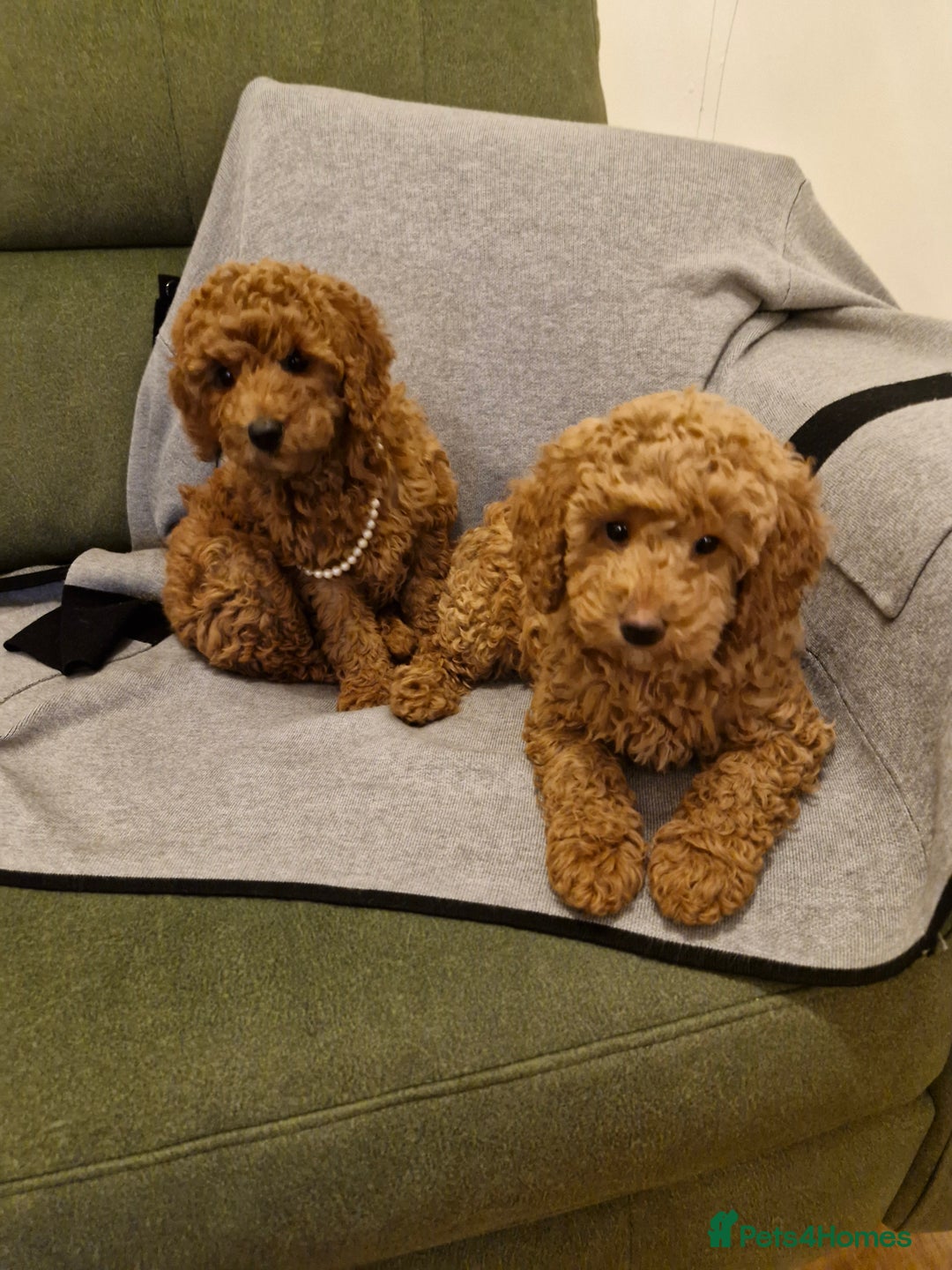 Miniature Poodle dogs for sale: READY NOW Red Minature Poodle Pups for sale. - Advert 5