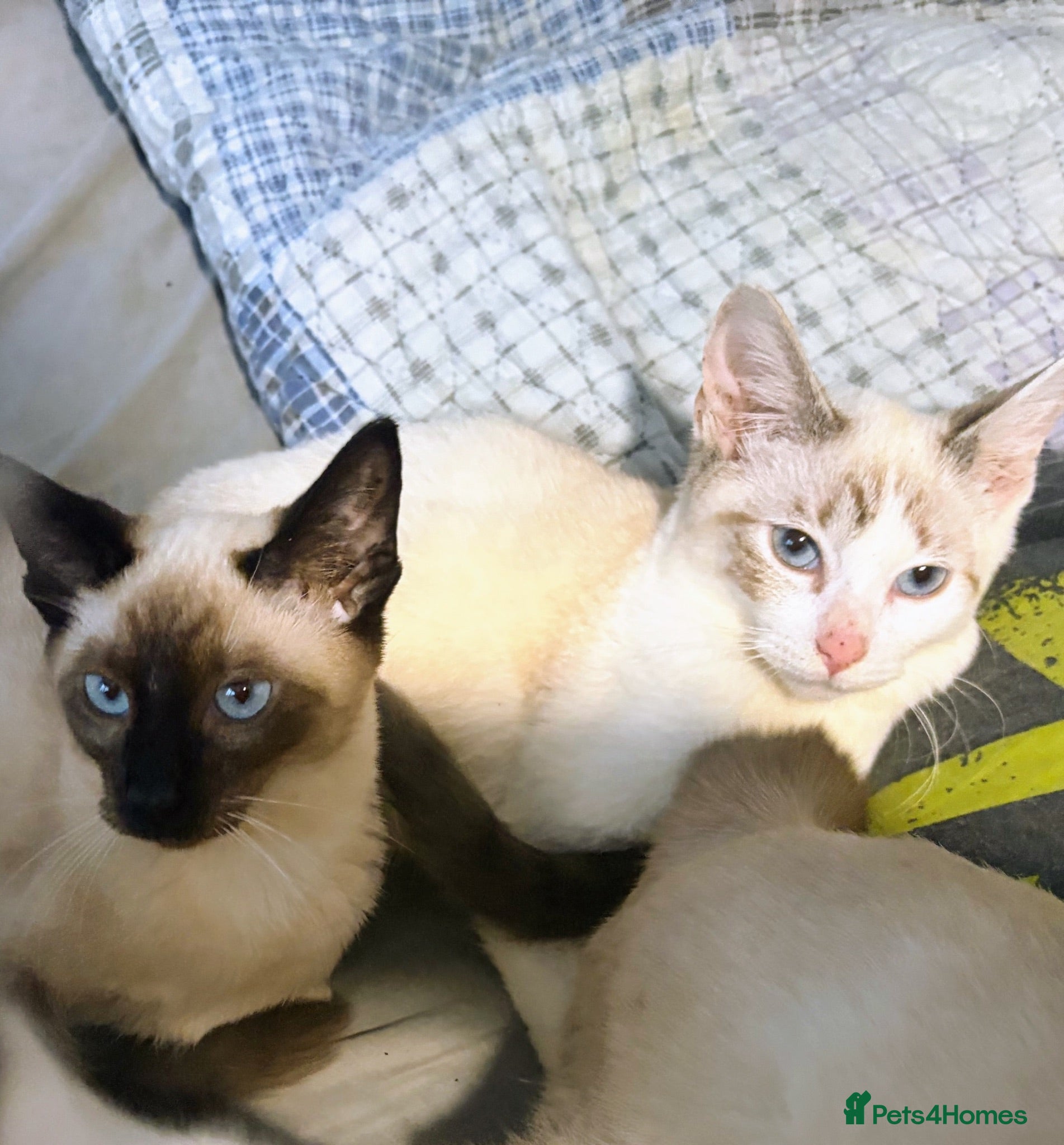 Siamese cats Beautiful Siamese kittens - Advert 1