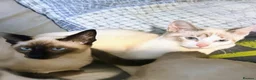 Siamese cats for sale: Beautiful Siamese kittens - Advert 1