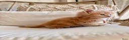 Maine Coon cats for sale: Stunning chunky Mainecoons  in Teignmouth - Advert 8