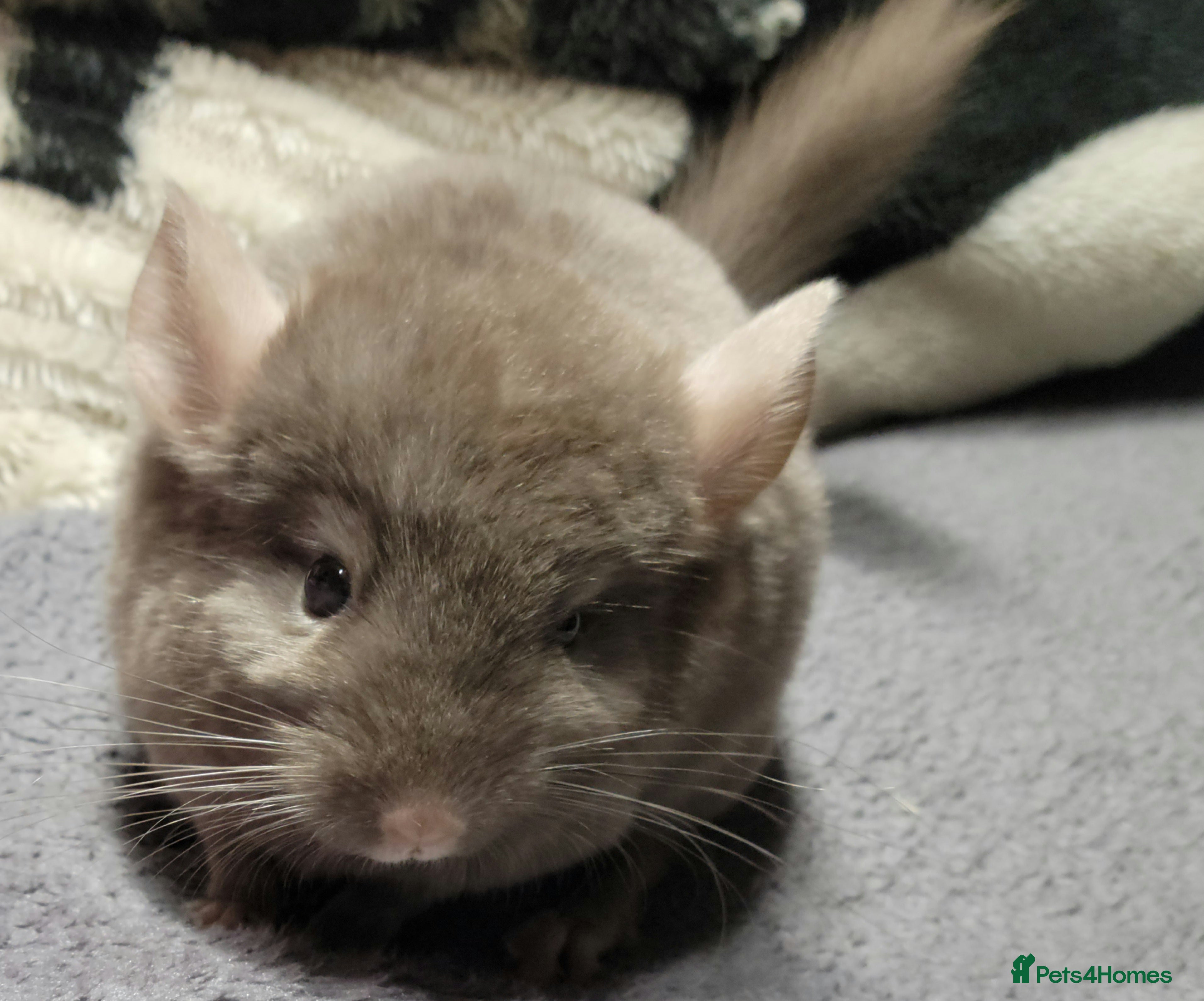 Chinchilla rodents Baby chinchillas now ready for their new homes - Advert 1