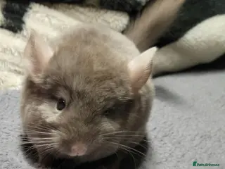 Chinchilla rodents Baby chinchillas now ready for their new homes - Advert 2