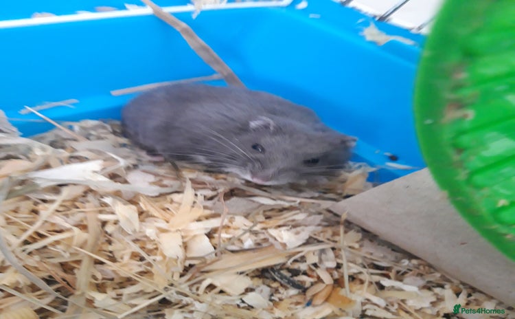 Hamster rodents in Manchester - Advert 27