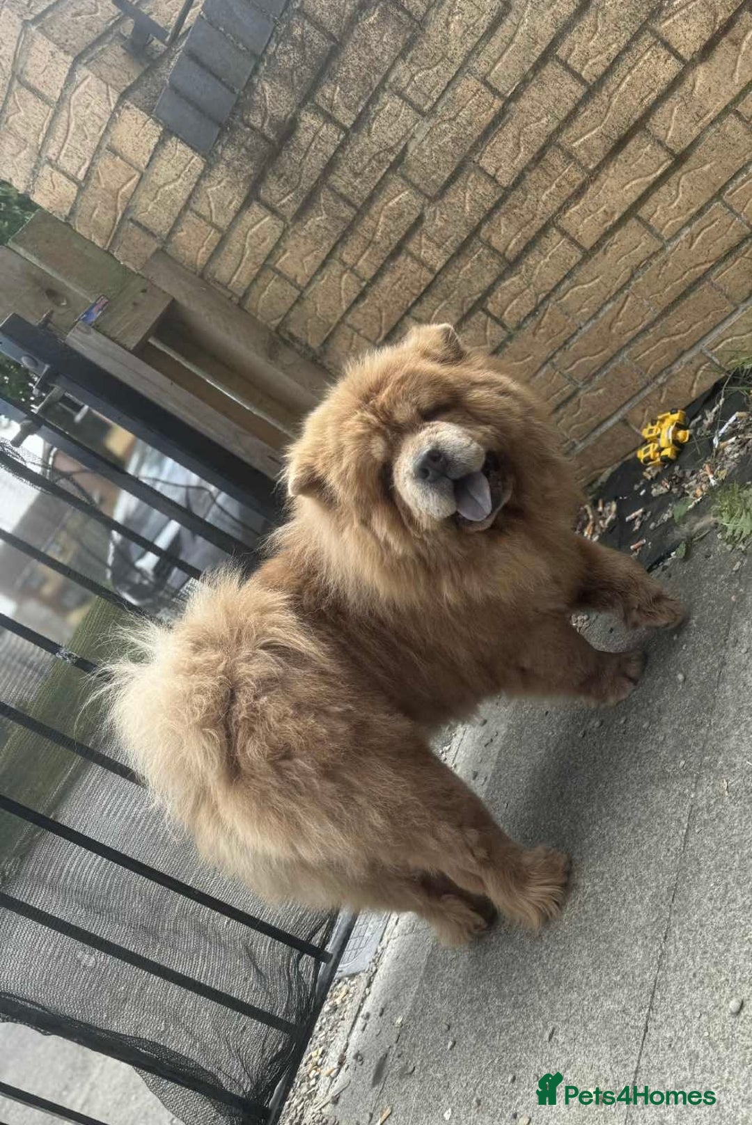 Chow Chow dogs for stud: Champion lines Cinnamon Chow Chow Stud 🦁 in Stockton-on-Tees - Image 3