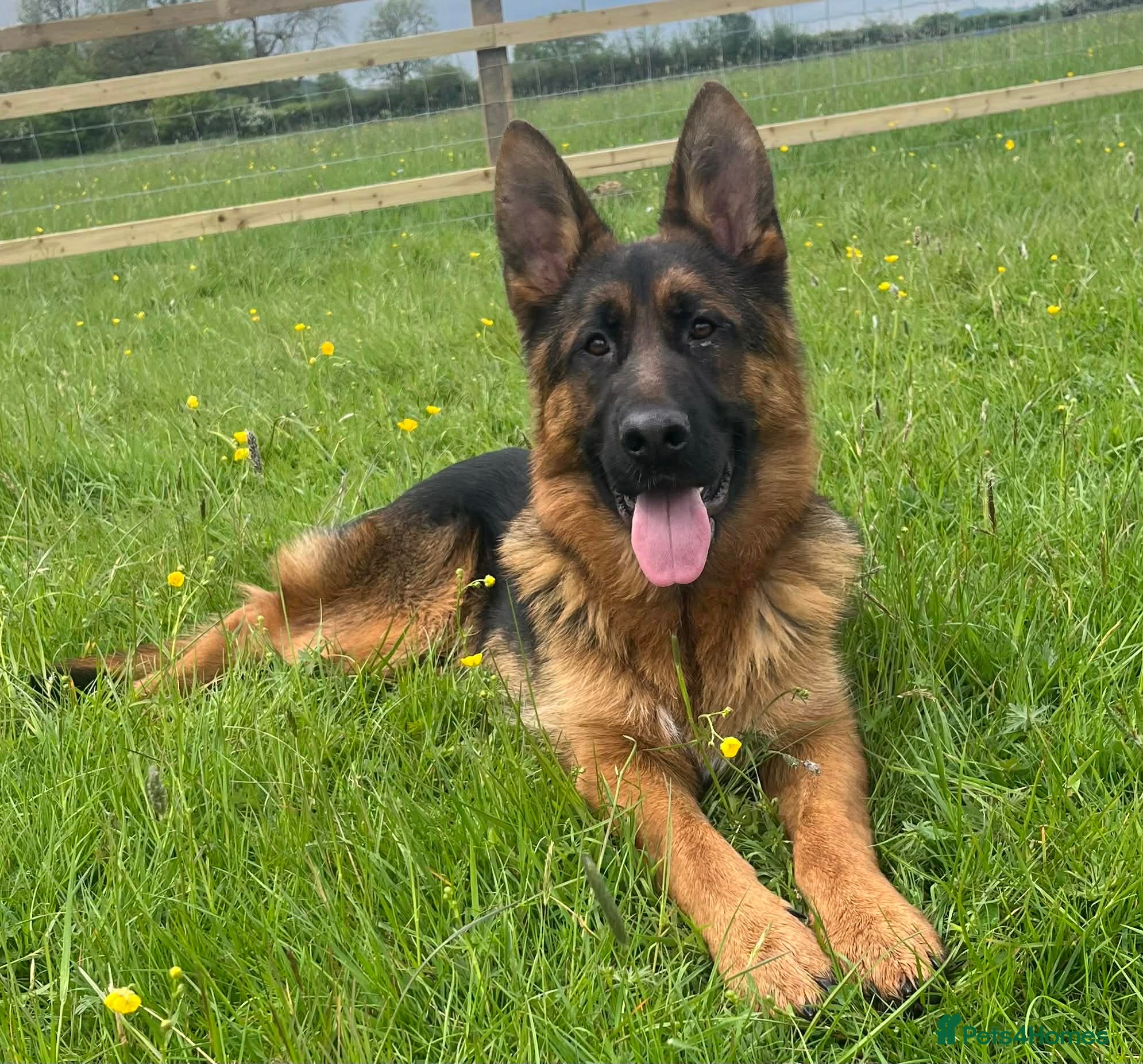 German Shepherd dogs Outstanding GSD male for sale - Advert 18