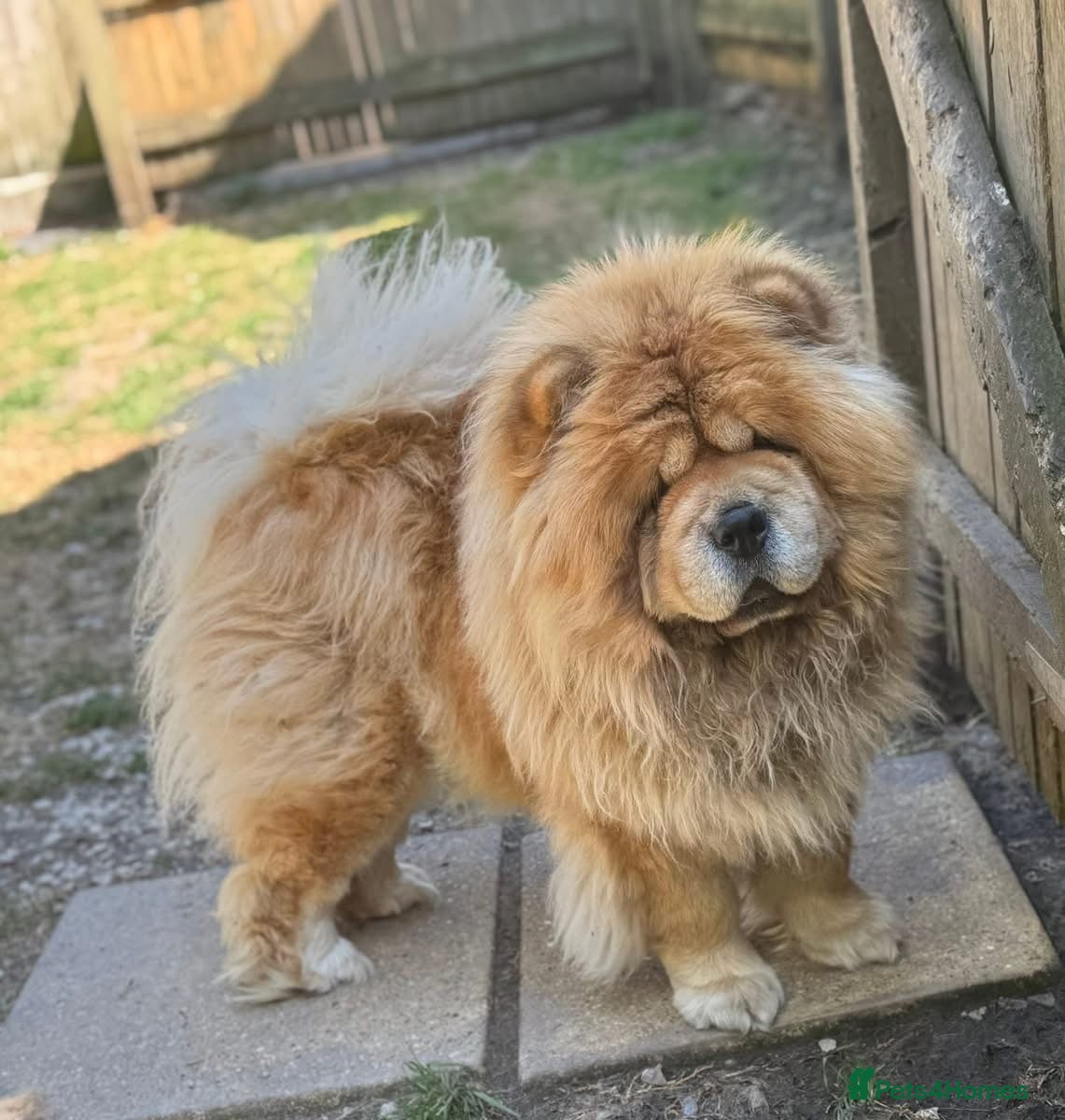Chow Chow dogs Wyvernwest have 3 stunning chows available  - Advert 1