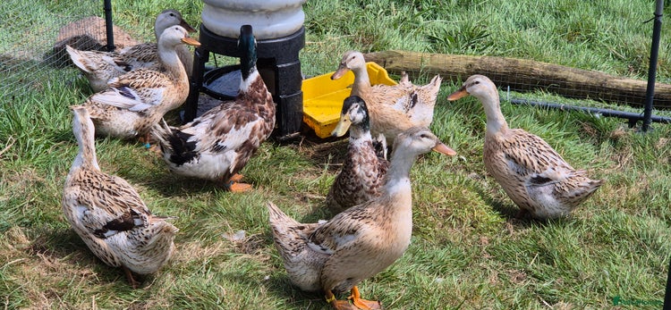 Ducks poultry in Helston - Advert 10