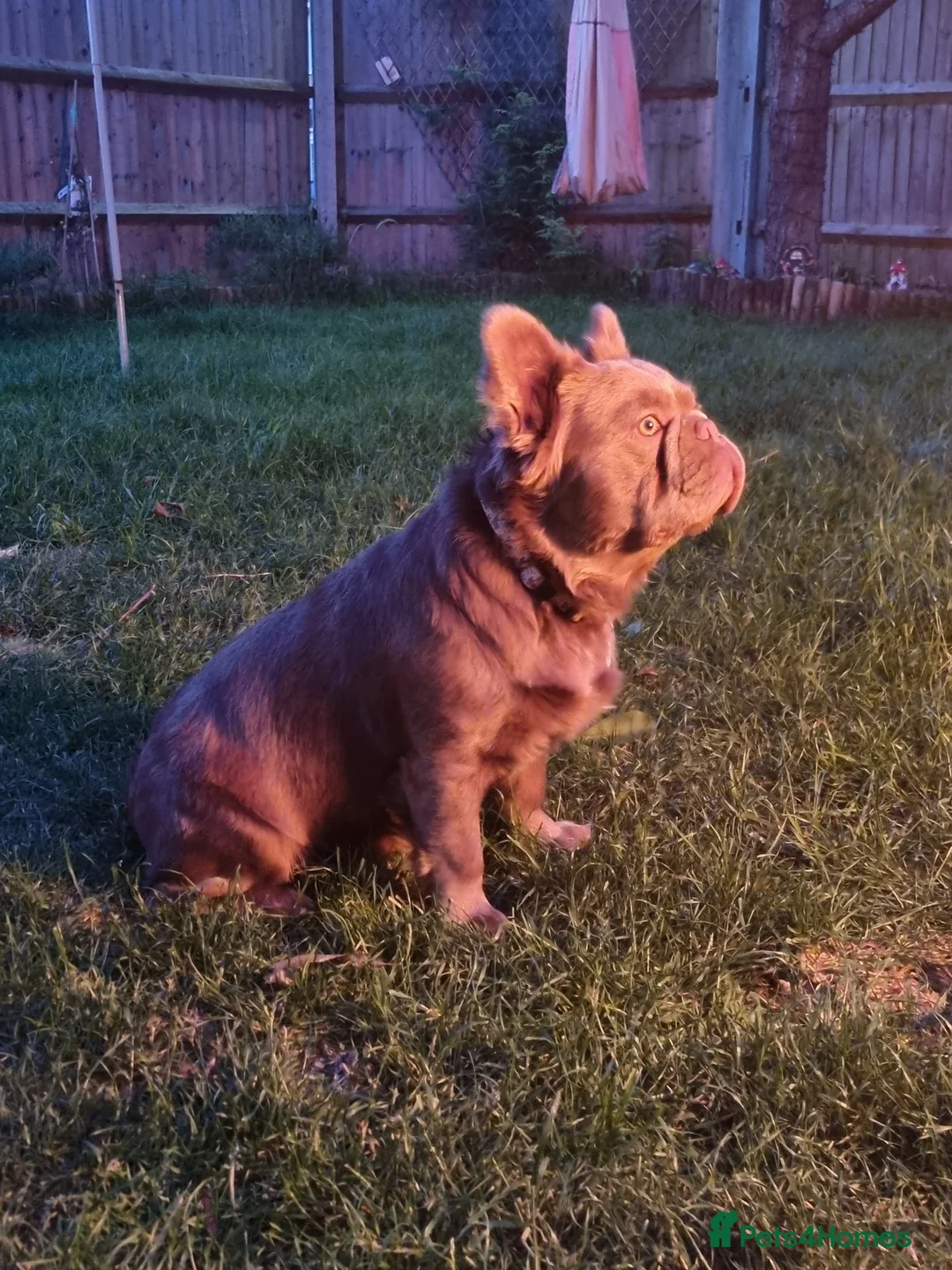 French Bulldog dogs for stud: *STUD* KC NEW SHADE ISABELLE FLUFFY FRENCH BULLDOG in Tonbridge - Advert 18