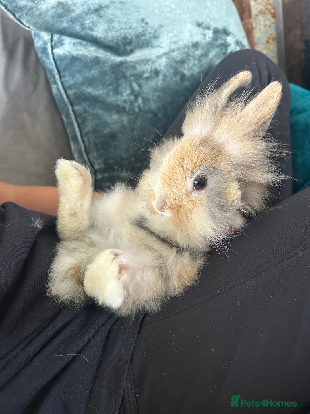 Gallery Image {{count}}