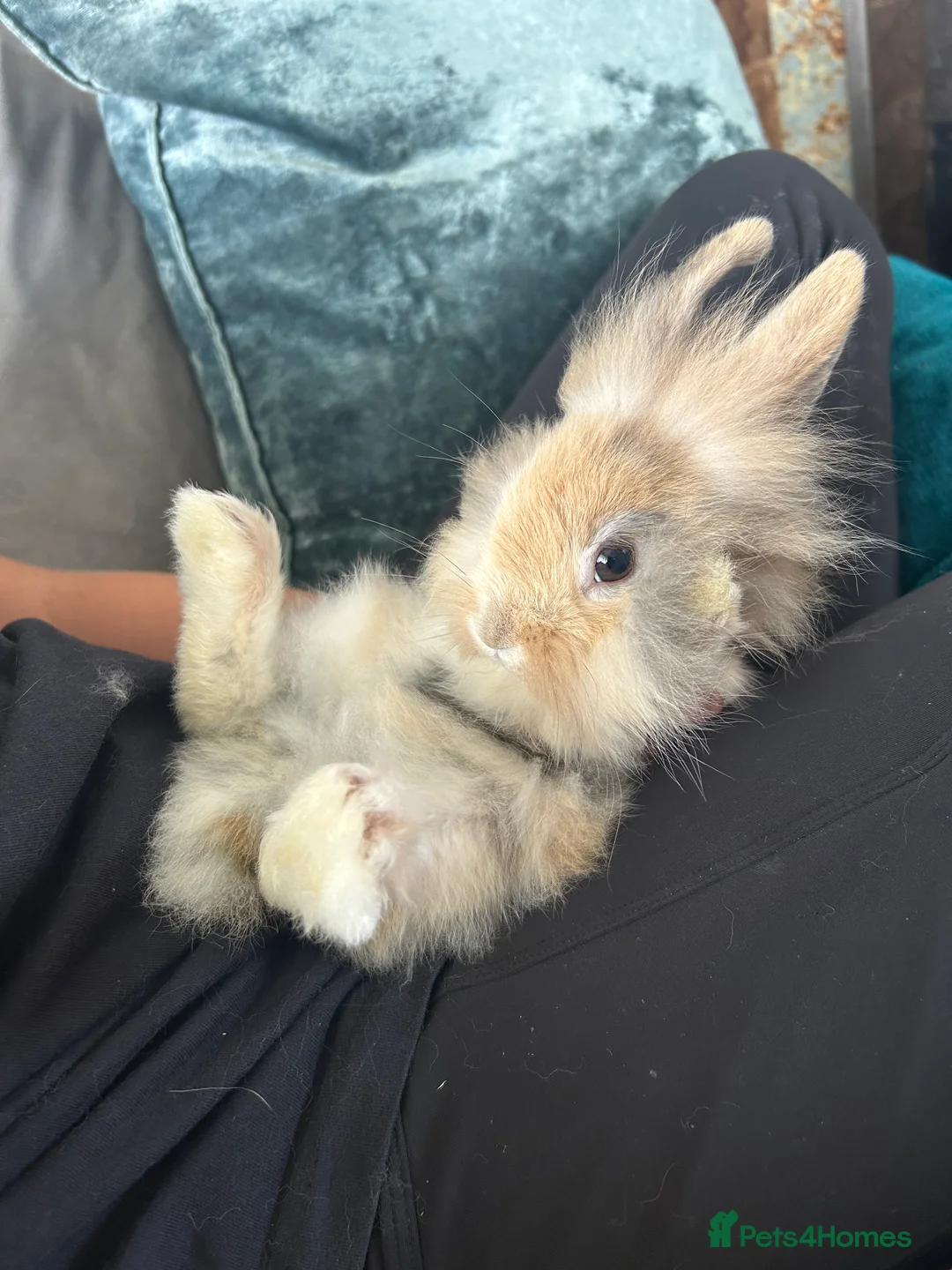 Gallery Image {{count}}