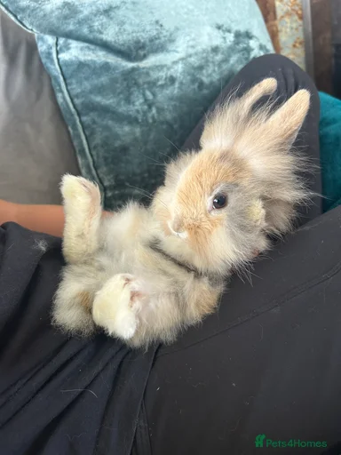 Gallery Image {{count}}