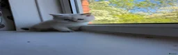British Longhair cats for sale: Exquisite British Kittens – Golden & Colourpoint  - Advert 33