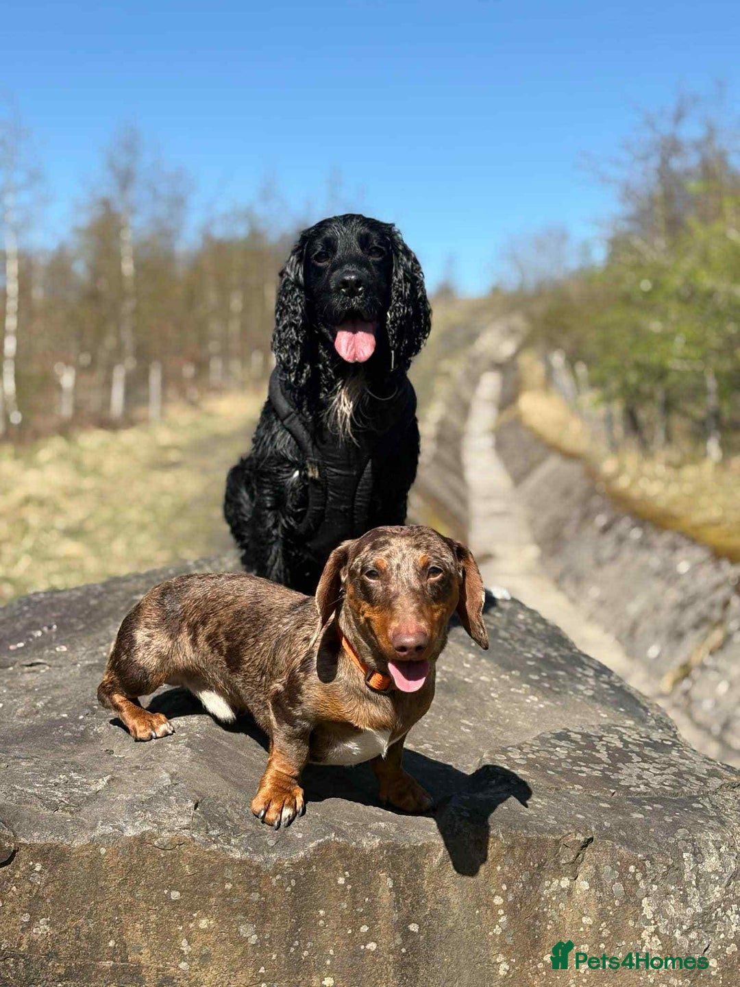 Miniature Dachshund dogs for stud: Winston  - Advert 3