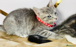 Ragdoll cats for sale: Ragdoll x tabby mix - Image 7
