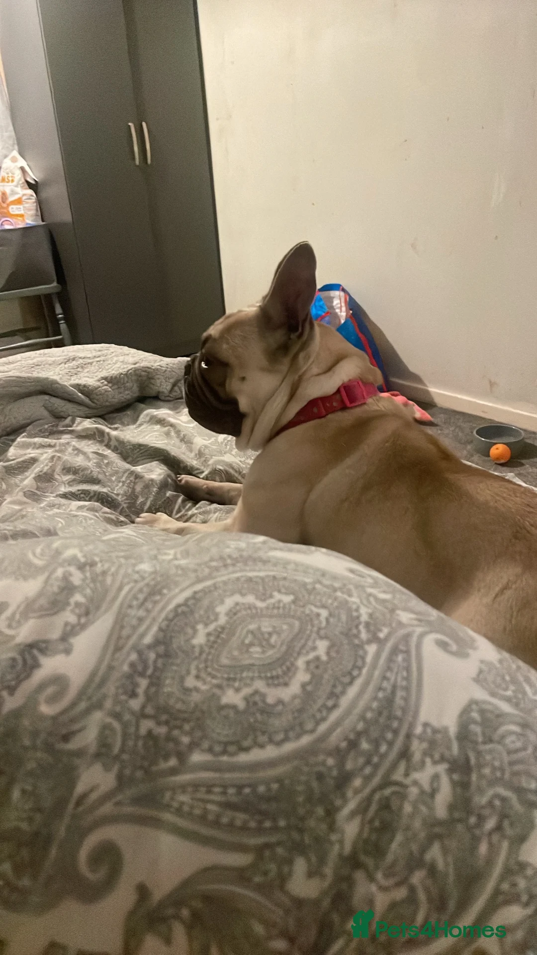 French Bulldog dogs for sale: Frechie by called gigi in Birmingham - Advert 2
