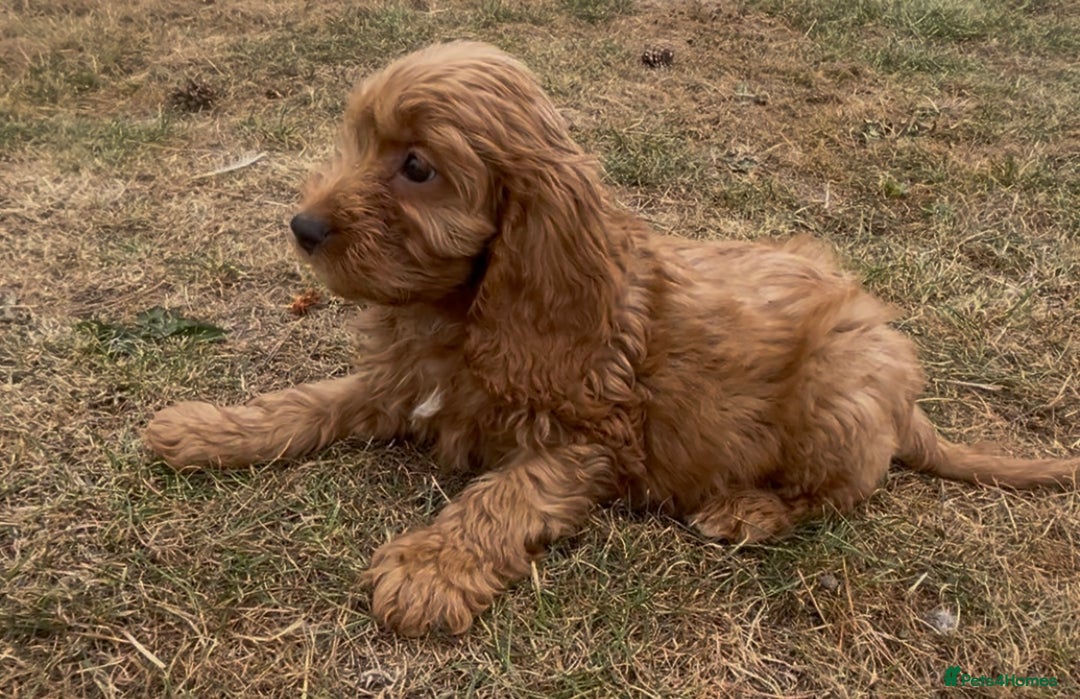 Cockapoo dogs for sale: Healthy Cockapoos ready to leave on the 29/08/25 - Image 10