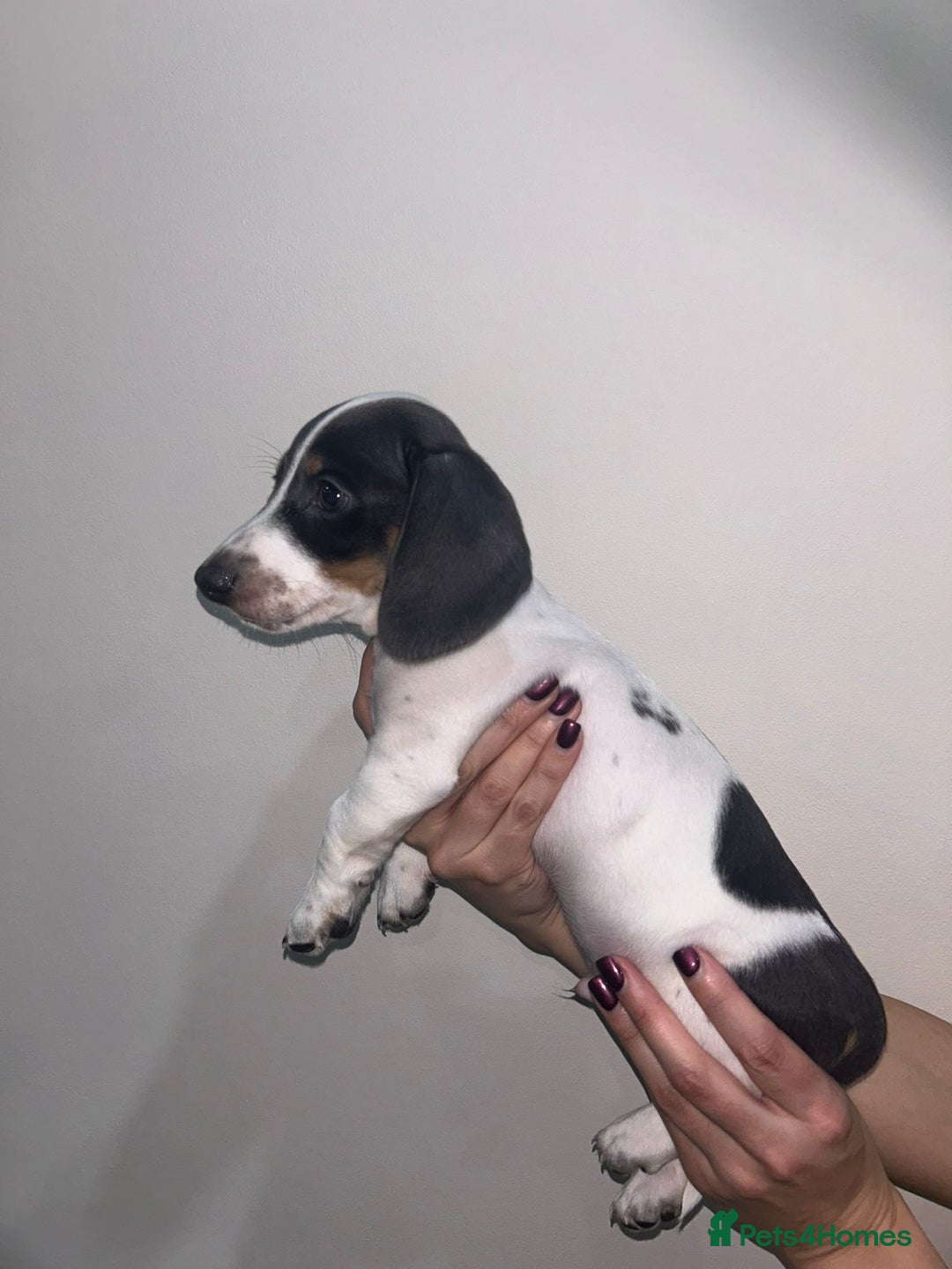 Miniature Dachshund dogs for sale: 4 MINIATURE DACHSHUND PUPPIES 🤍  - Advert 29