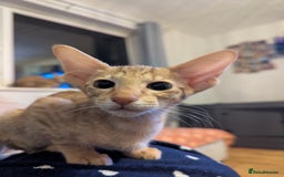 Oriental cats for sale: Stunning oriental girls seeking new slaves - Image 9