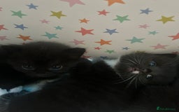 British Shorthair cats for sale: 5 black and white kittens - Image 6