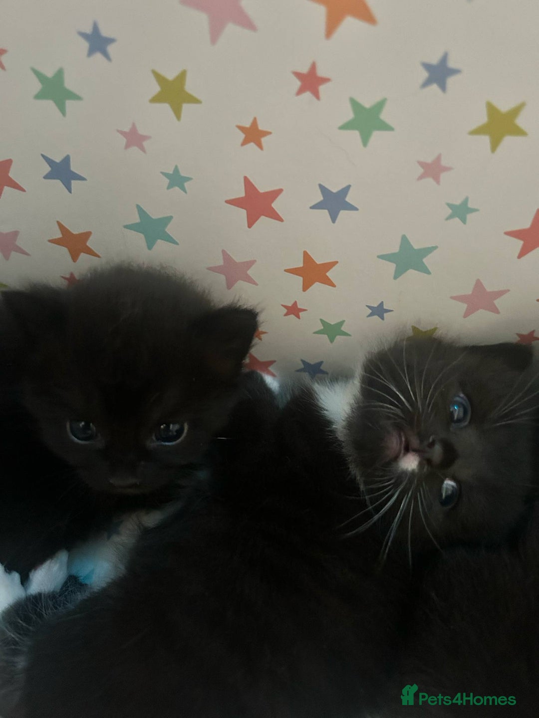 British Shorthair cats for sale: 5 black and white kittens - Image 6
