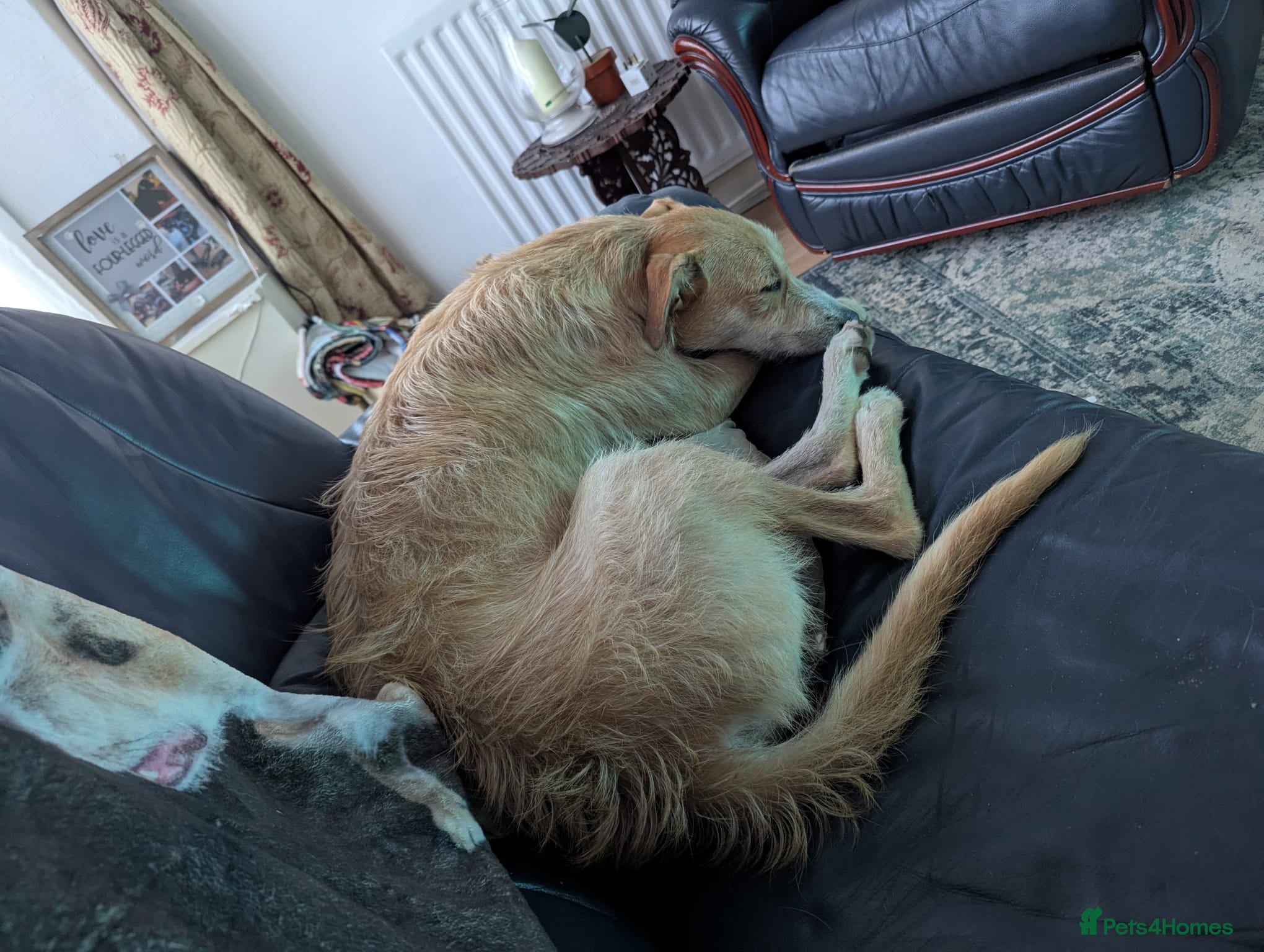 Mixed Breed dogs 3 year old Lurcher Cross female  - Advert 3