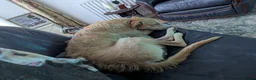 Mixed Breed dogs for sale: 3 year old Lurcher Cross female  in Stourbridge - Advert 1