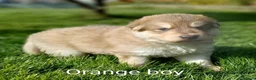 German Shepherd dogs for sale: Gorgeous German Shepherd pups for sale - Advert 26