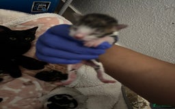 Domestic Shorthair cats for sale: Beautiful Newborn Ready for Homes in 8 Weeks 🐾 - Image 4