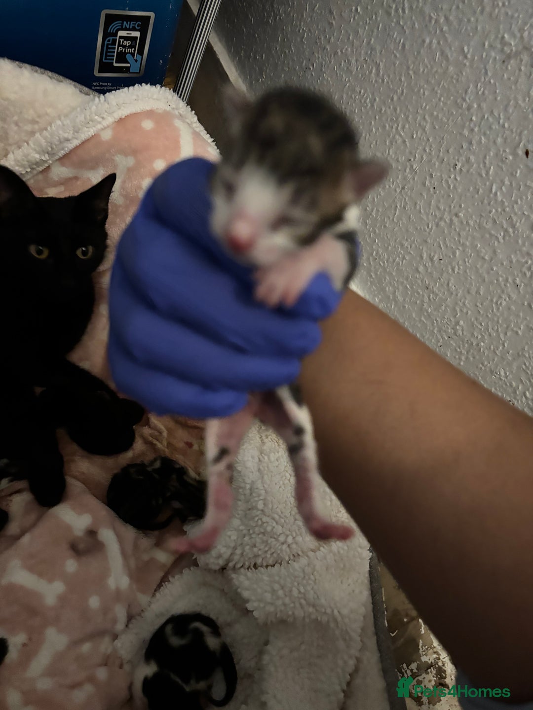 Domestic Shorthair cats for sale: Beautiful Newborn Ready for Homes in 8 Weeks 🐾 - Image 4