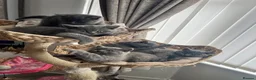British Shorthair cats for sale: British shorthair kittens domestic  - Advert 13