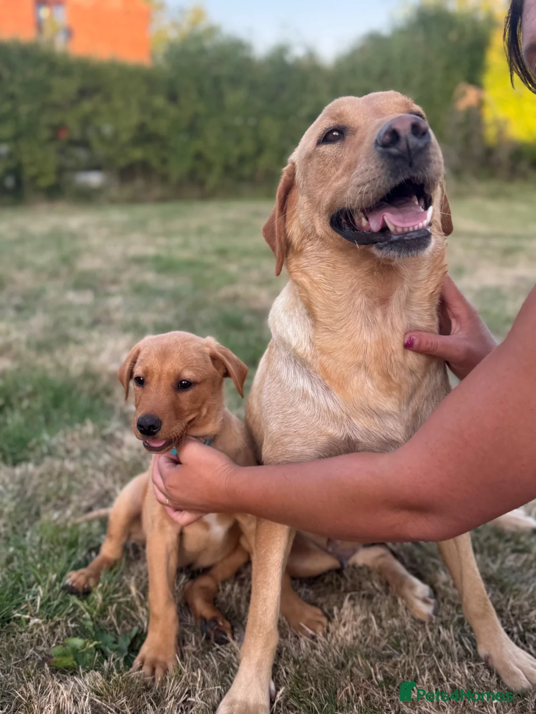 Labrador Retriever dogs for sale: READY TO GONOW 8beautiful labrador kchealthcheaked - Advert 2
