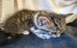 Domestic Shorthair cats for sale: 5 gorgeous kittens for sale - Image 15