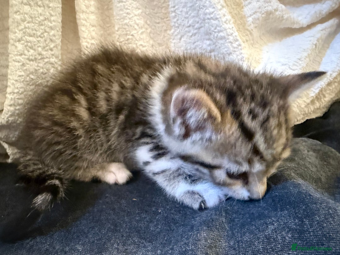 Domestic Shorthair cats for sale: 5 gorgeous kittens for sale - Image 15