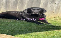 Labrador Retriever dogs for stud: WANTED - STUD - URGENT  - Image 3