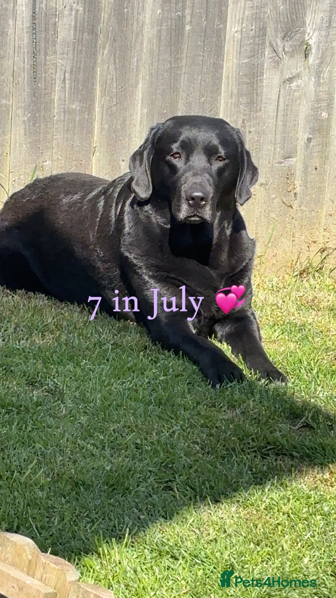 Labrador Retriever dogs for stud: WANTED - STUD - URGENT  - Image 3