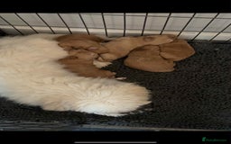 Coton De Tulear dogs for sale: Cotonoodle - Image 32