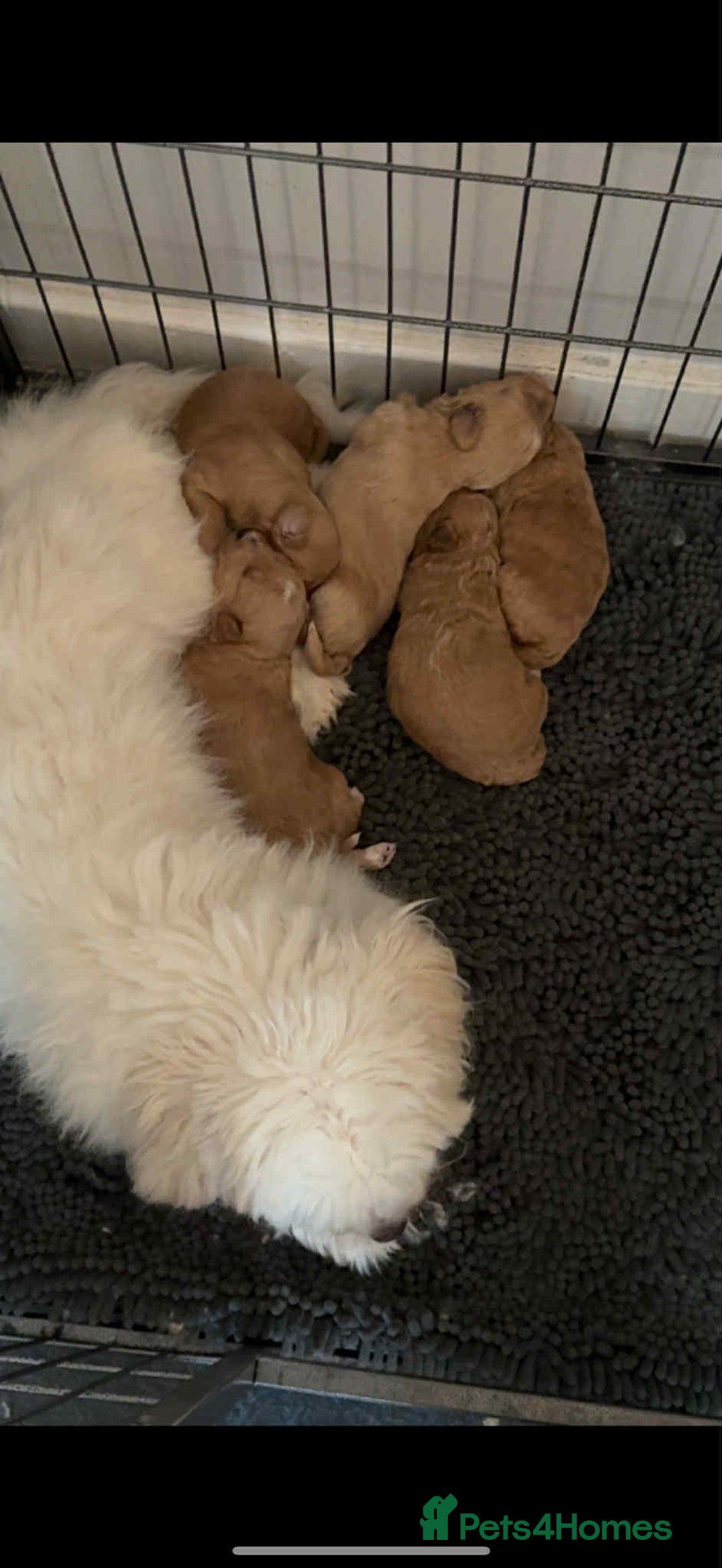 Coton De Tulear dogs for sale: Cotonoodle - Image 32