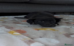 Mixed Breed dogs for sale: Collie x puppies - Image 3