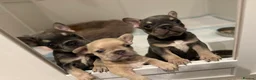 French Bulldog dogs for sale: L4 Carrier 5 Generations French Bulldogs  - Advert 7