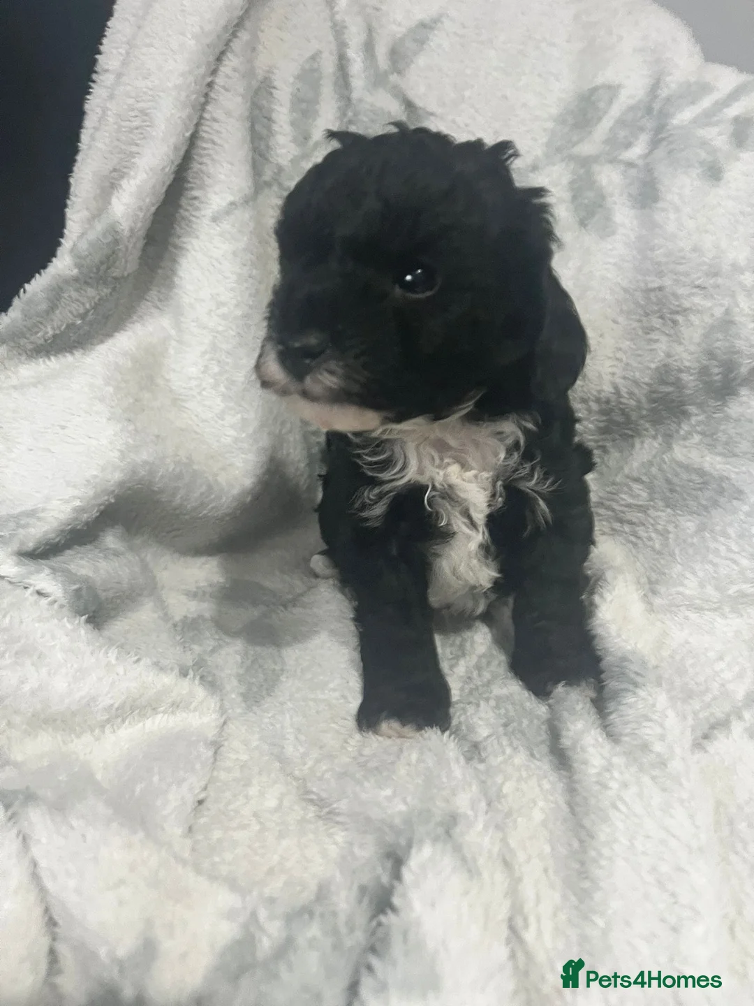 Cavapoo dogs for sale: Adorable toy cavapoo puppies health tested  - Advert 6
